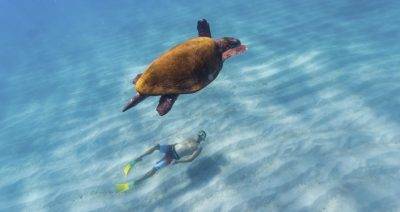 sea turtle and swimmer